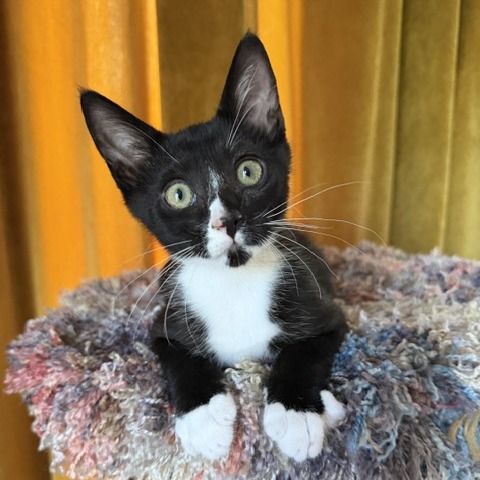 Twenty  - Domestic Shorthair