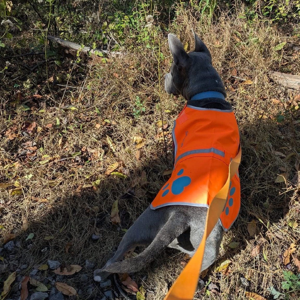 Photo of King Beetle 23