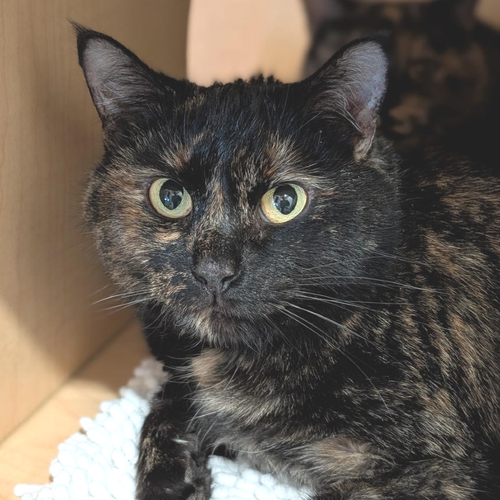 MARLEY - Domestic Shorthair available for adoption