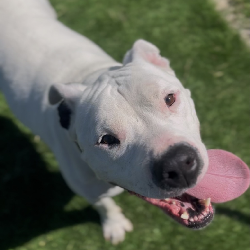 Hank