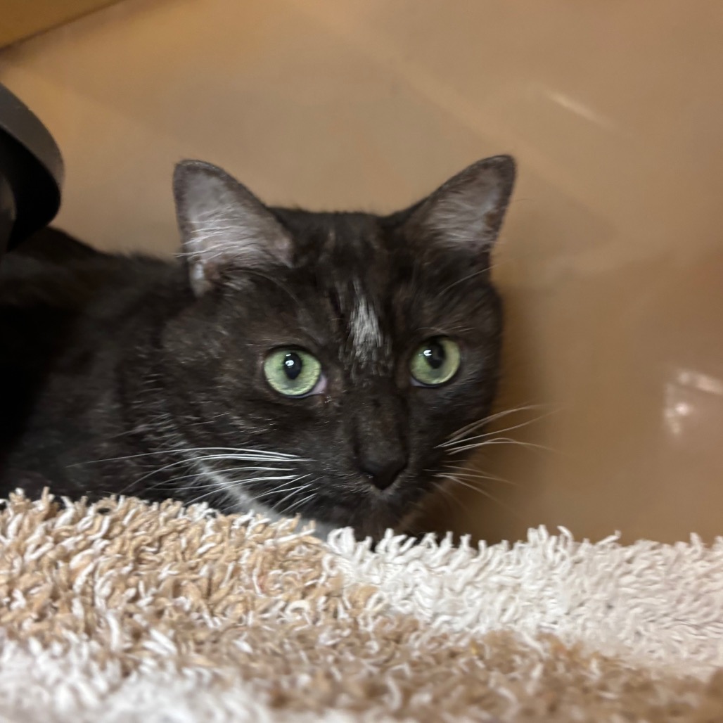 LUNA - Domestic Shorthair available for adoption
