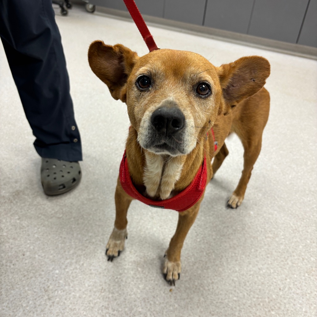 REDDY - Chihuahua / Beagle available for adoption