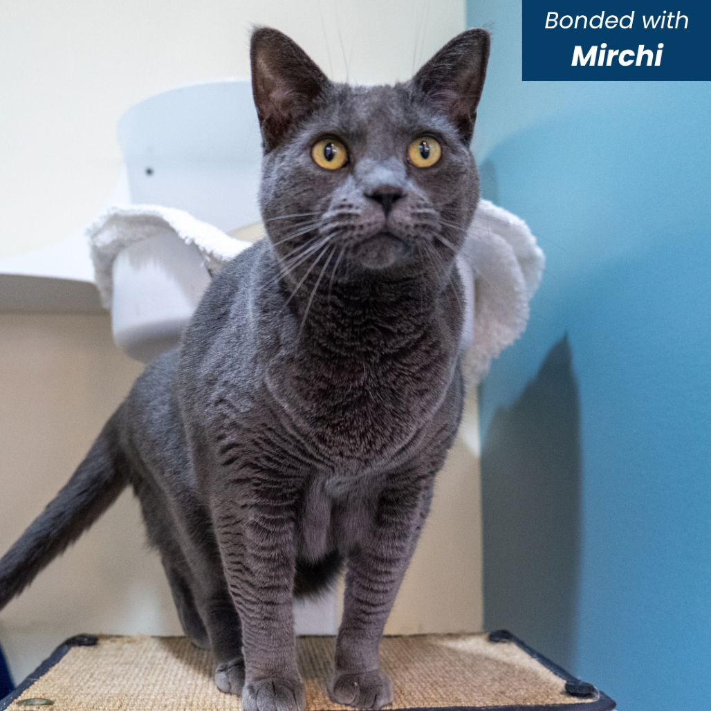 JAGGERY - Domestic Shorthair available for adoption