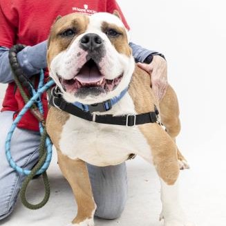 Duke — thumbnail 5