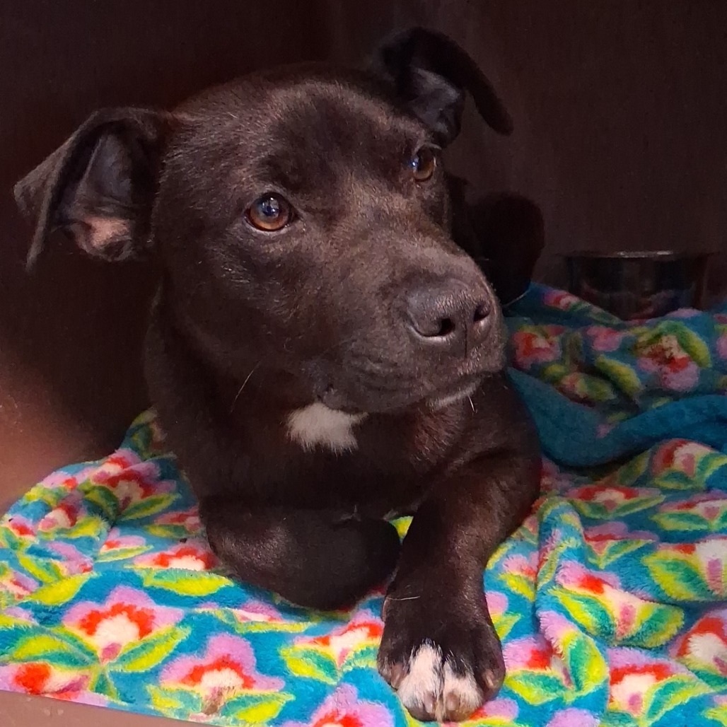 WHISPER - Retriever, Labrador / Mixed Breed (Medium) available for adoption