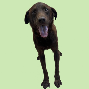 Rolo