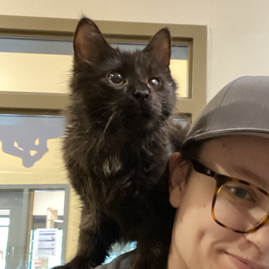 FOT - Domestic Longhair available for adoption