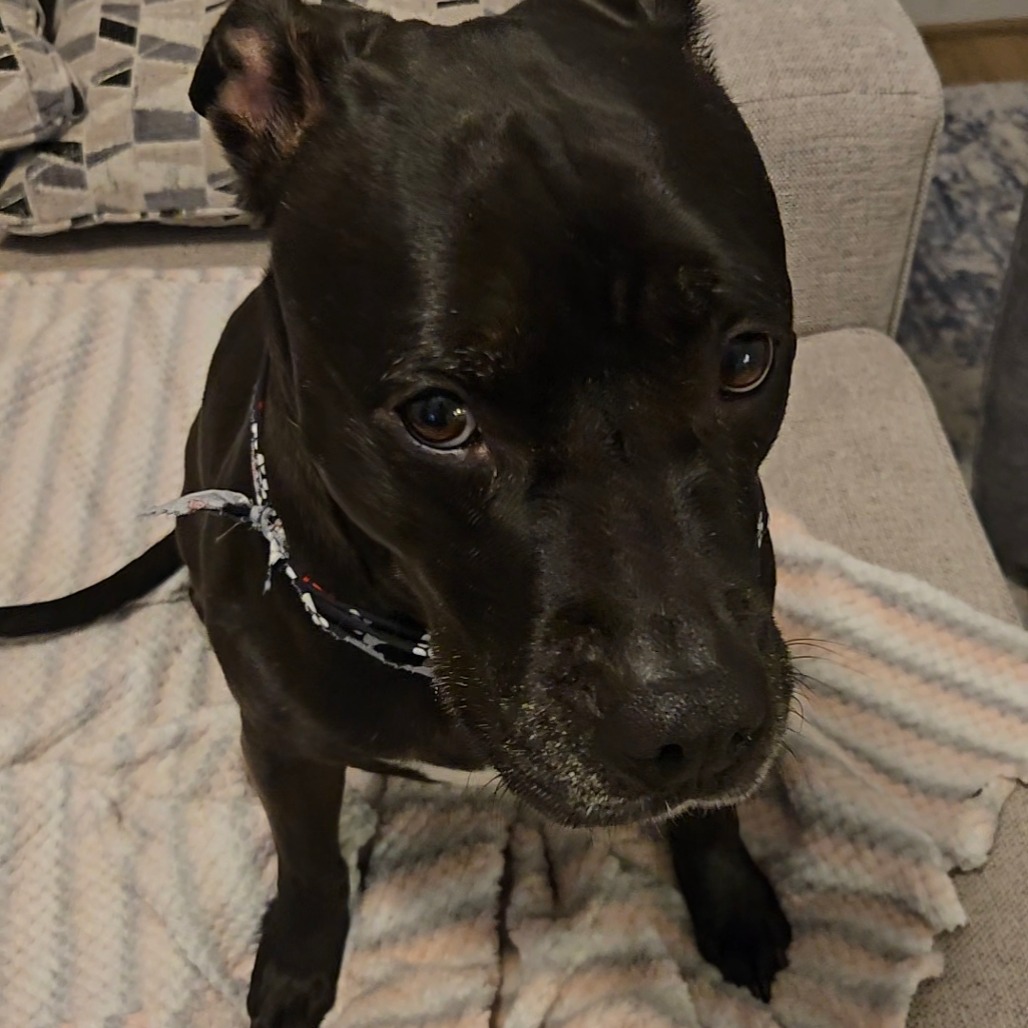Shadow, additional photo