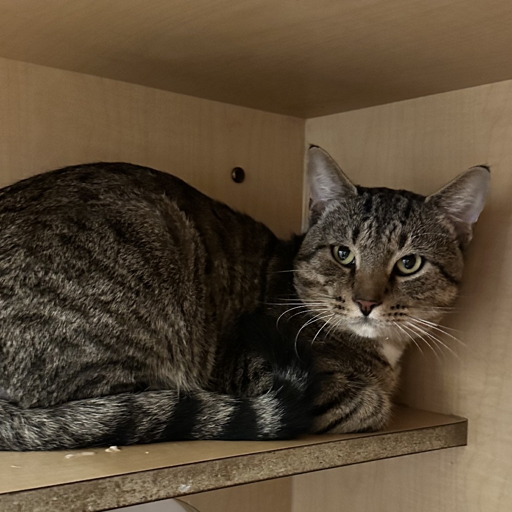 JOHN PORK - Domestic Shorthair available for adoption