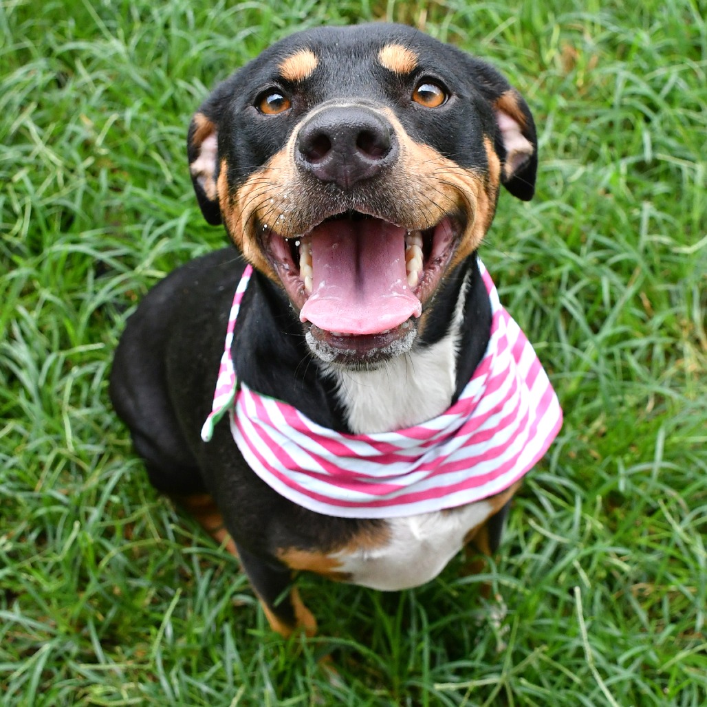 MOLLY - Terrier / Pit Bull available for adoption