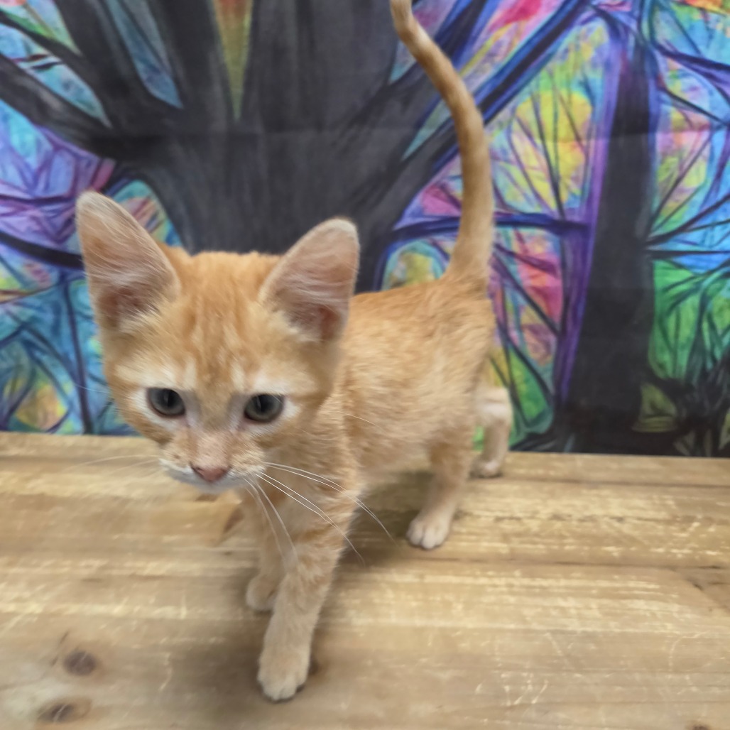 Butterscotch, photo 3
