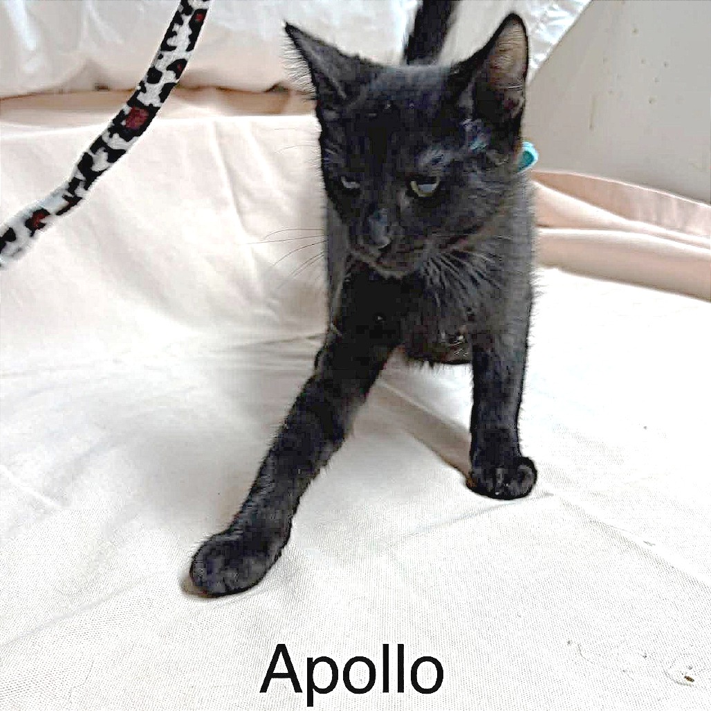 Apollo, photo 3
