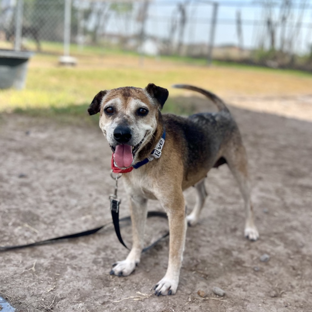 SOPITA - Beagle / Mix available for adoption