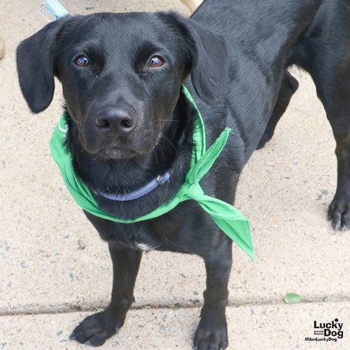 MIDNIGHT - Retriever, Labrador / Collie, Border available for adoption