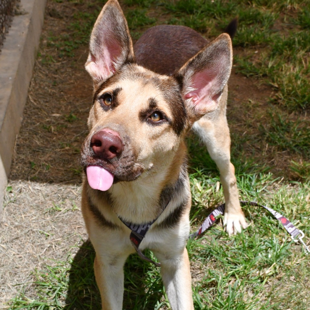 ANTONIO BANDERAS - Shepherd, German / Husky available for adoption