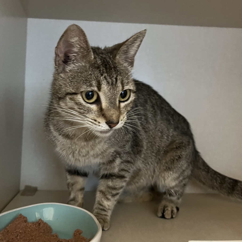 DOLLY - Domestic Shorthair available for adoption