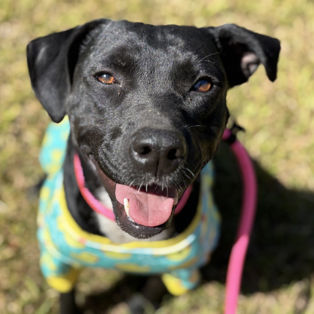Tia (waiting for 1 1/2 years), photo 15