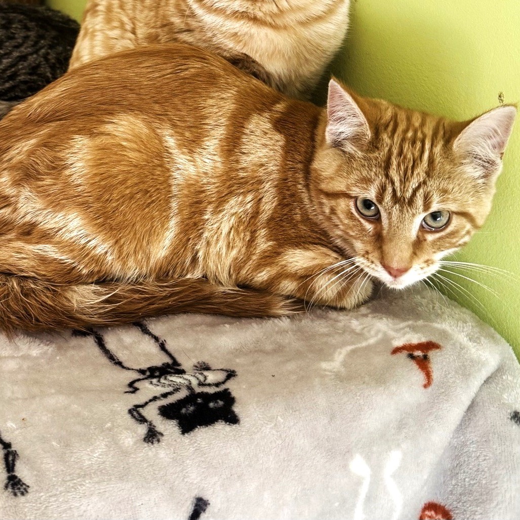 Kangaroo — thumbnail 2