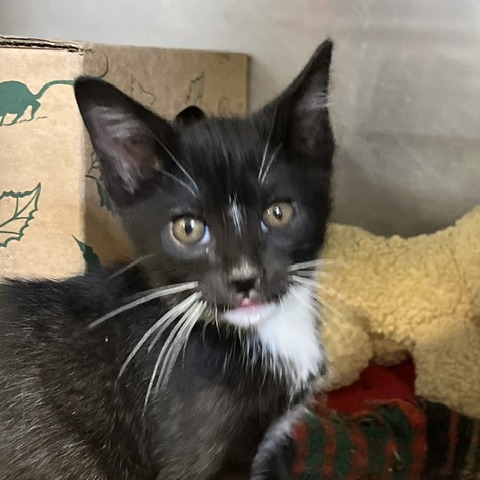 ANTICS - Domestic Shorthair available for adoption