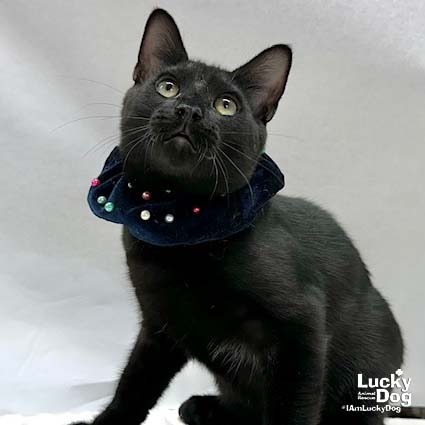ELMER - Domestic Shorthair available for adoption