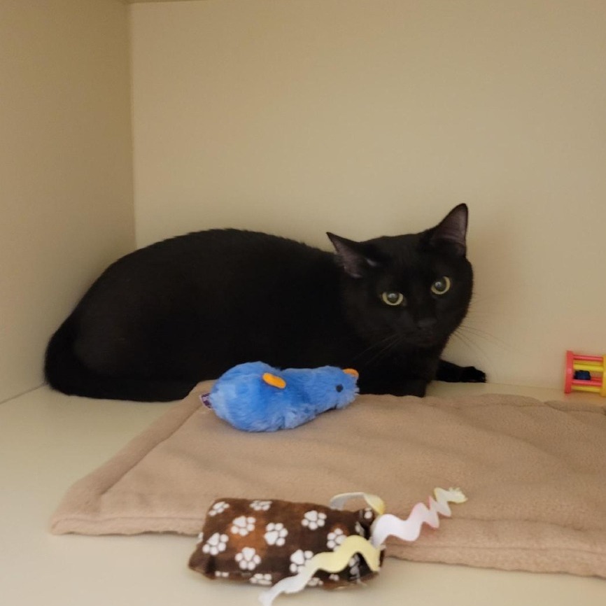 Gigi: Female 55 Domestic Shorthair