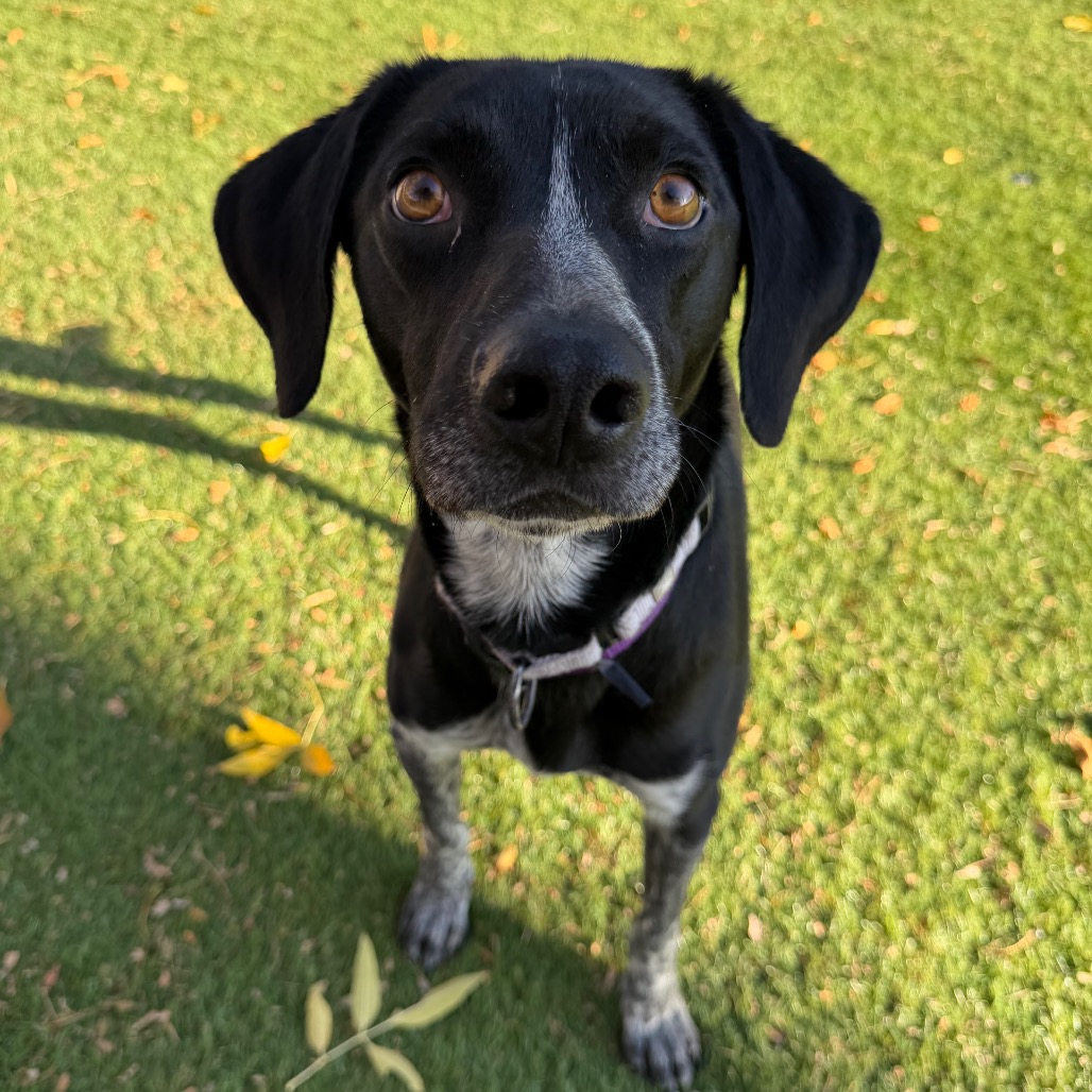 Chip, photo 3