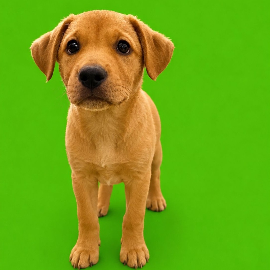 CHAZ - Spaniel / Mix available for adoption