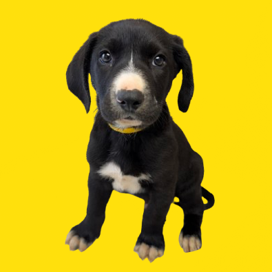 Tusc Stray 83015 2 3 4 5