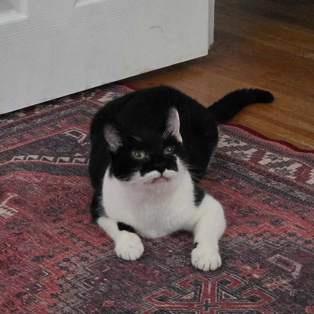 Coco Chanel, photo 15