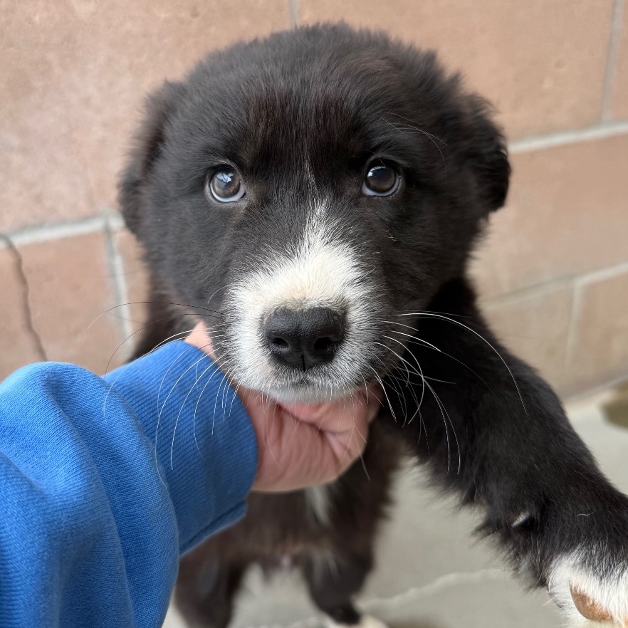 Scout, photo 2