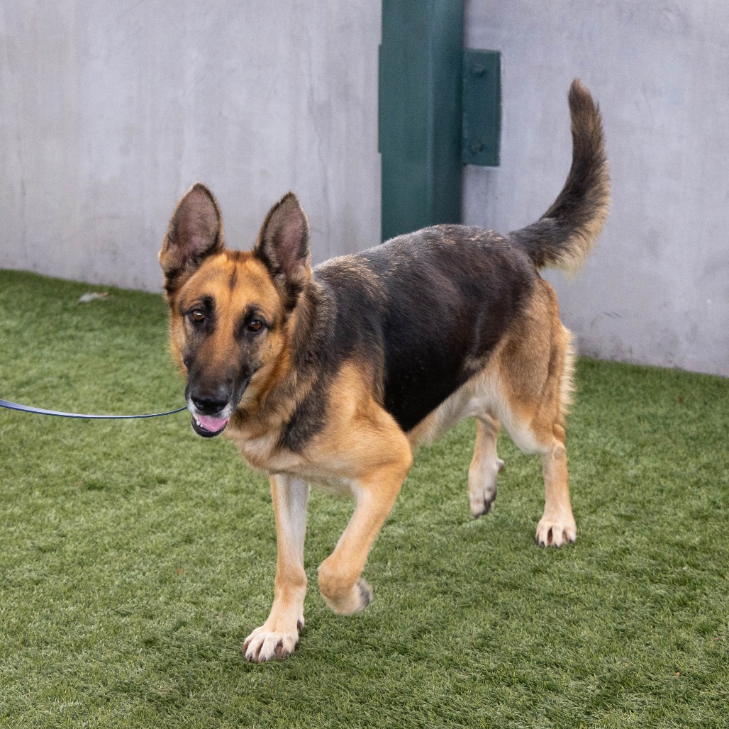 German Shepherd