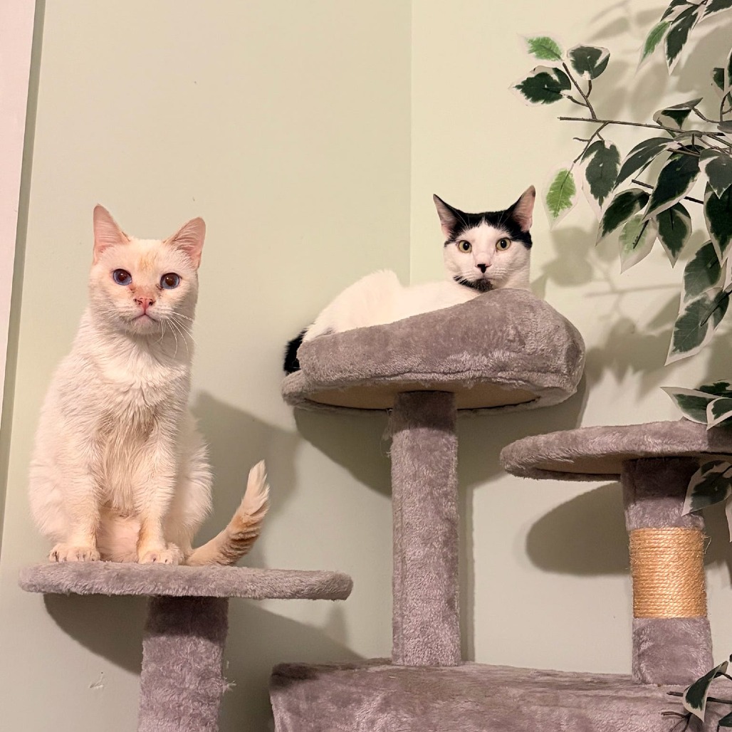 Cayenne, photo 11