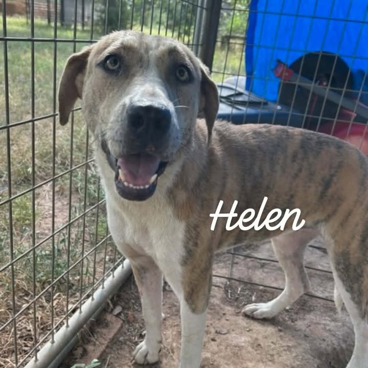 HELEN - Terrier, American Staffordshire / Mixed Breed (Medium) available for adoption