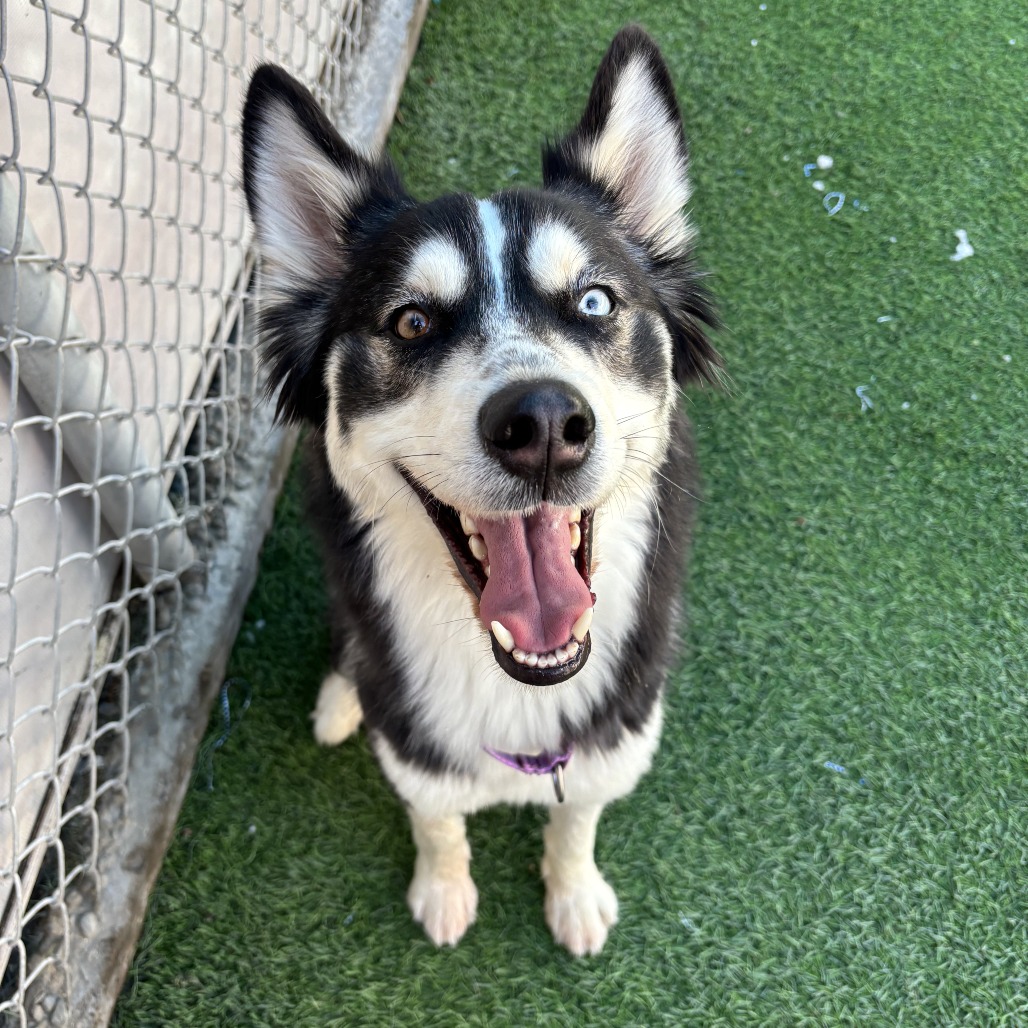 Siberian Husky