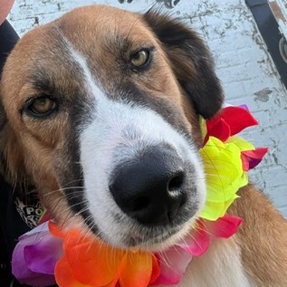 SUNNY - Mixed Breed (Medium) available for adoption