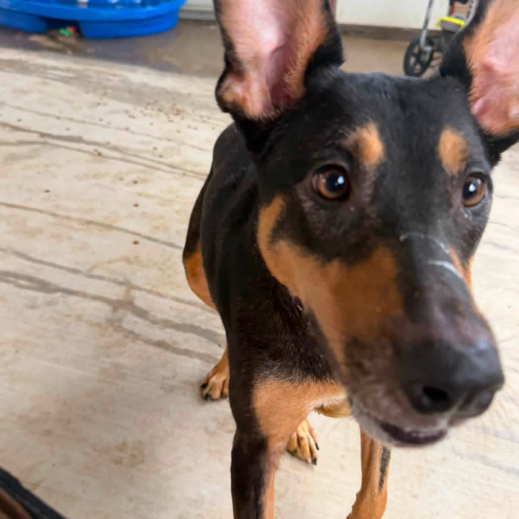 Photo of Milo