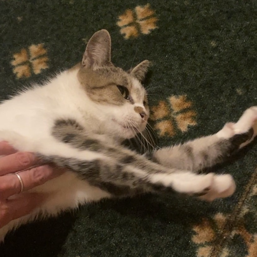 Moxie, photo 2