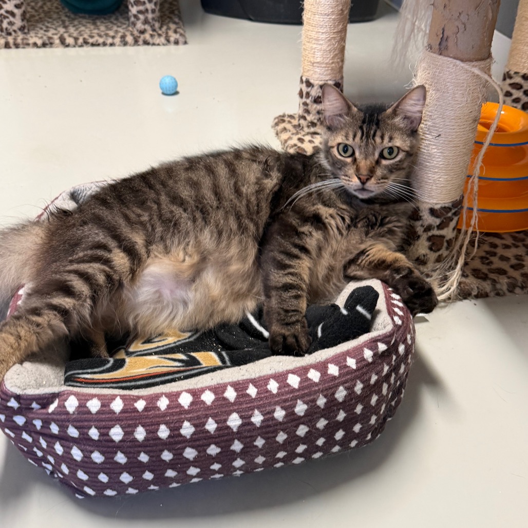 Dakota * Bonded with Atlas * Costa Mesa Location, photo 13