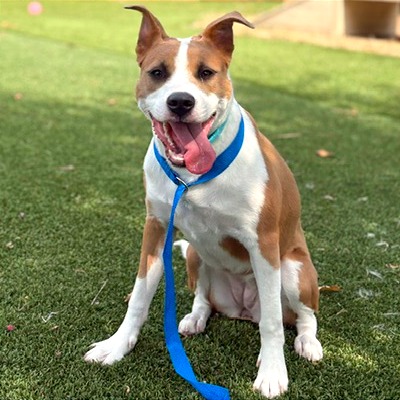LILA - Bulldog / Black Mouth Cur available for adoption