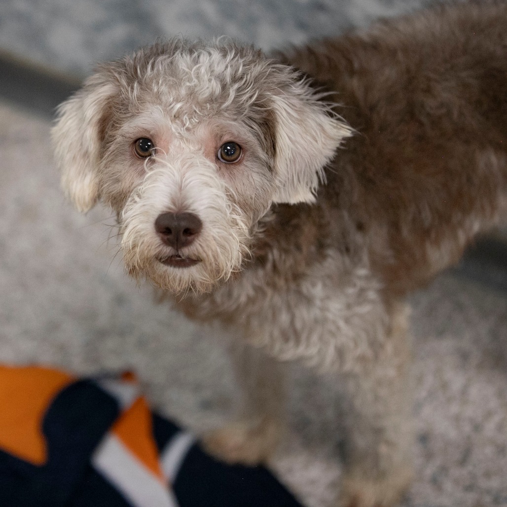 PANERA (JY26-115) - Schnauzer, Miniature / Poodle, Miniature available for adoption