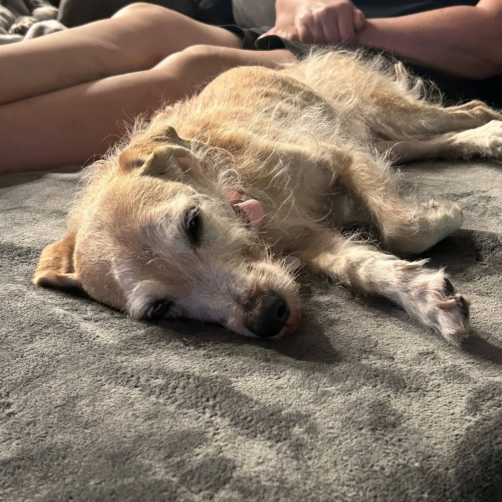 Pippa, photo 11