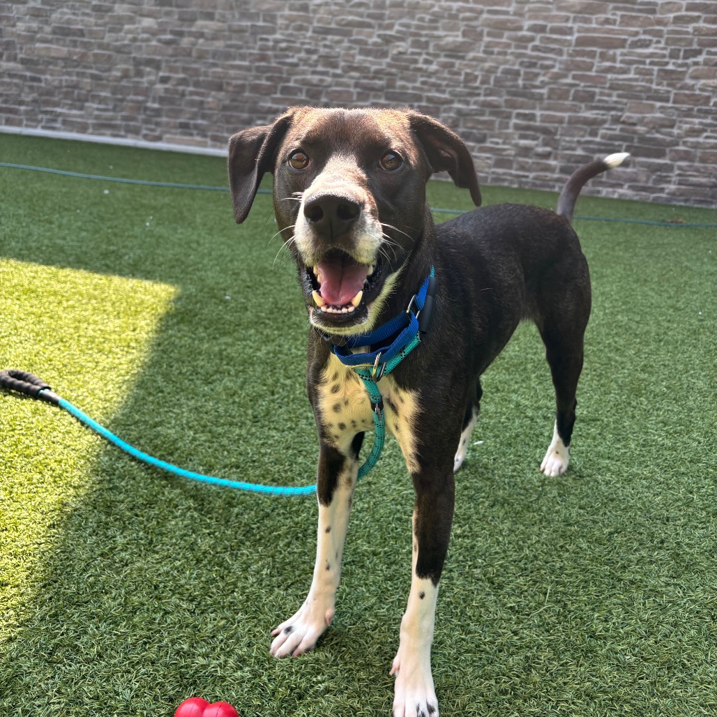 KRAMER - Mixed Breed (Medium) available for adoption