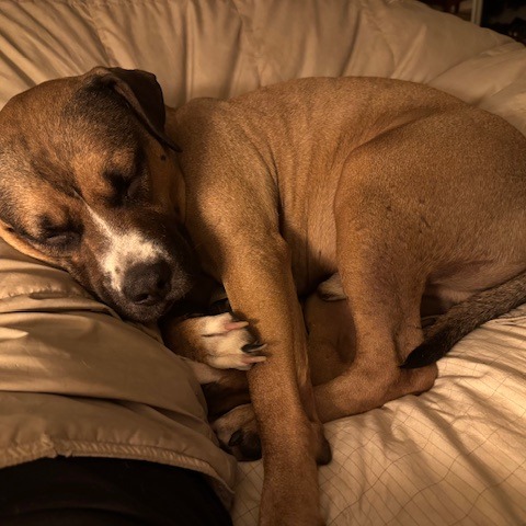 Nugget, additional photo
