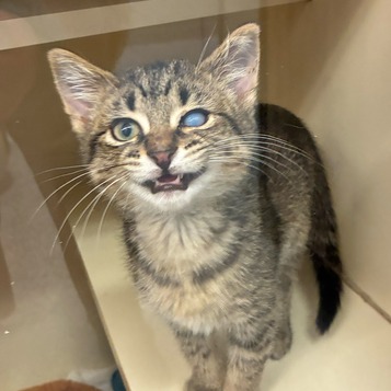 BEATRICE THE BOY - Domestic Shorthair available for adoption