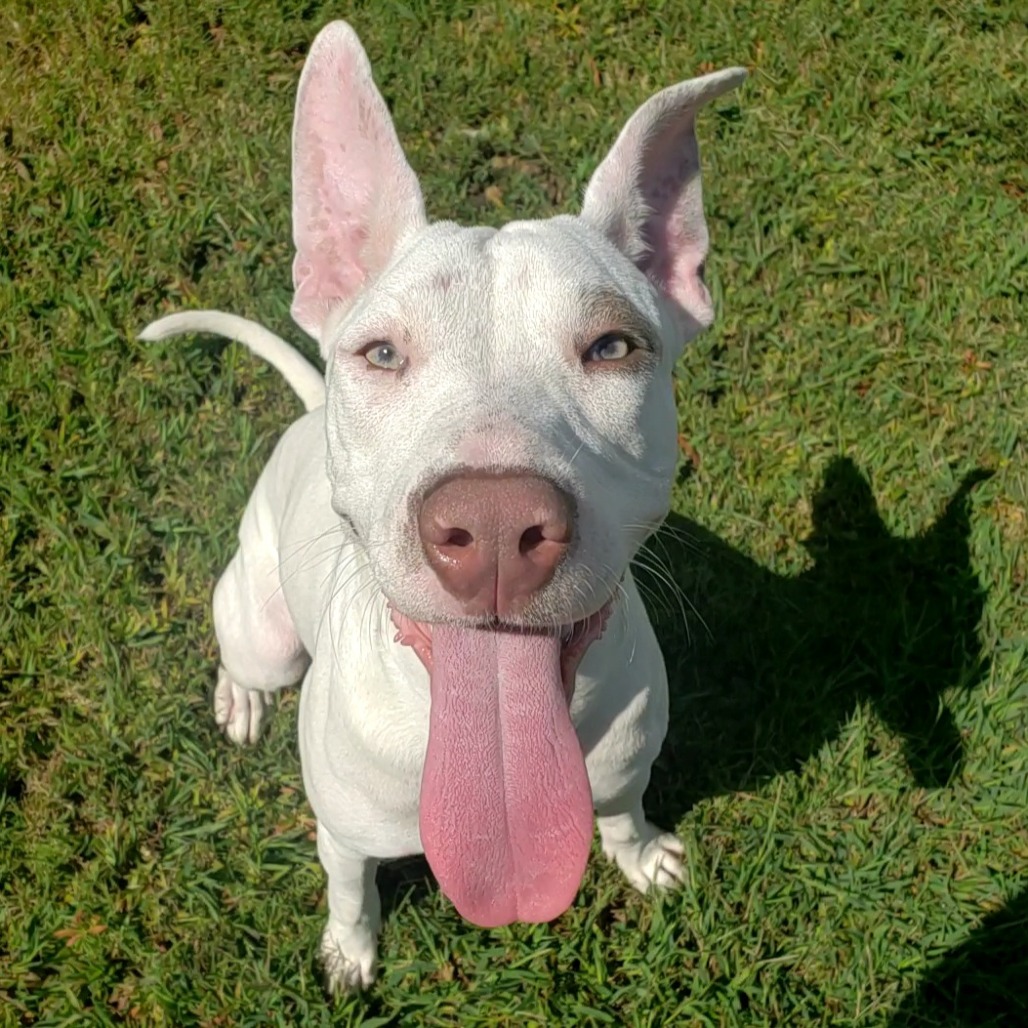 Sunny — thumbnail 6