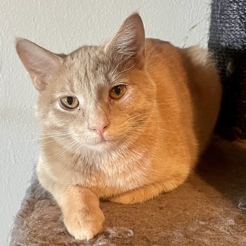 TAKA - Domestic Shorthair available for adoption