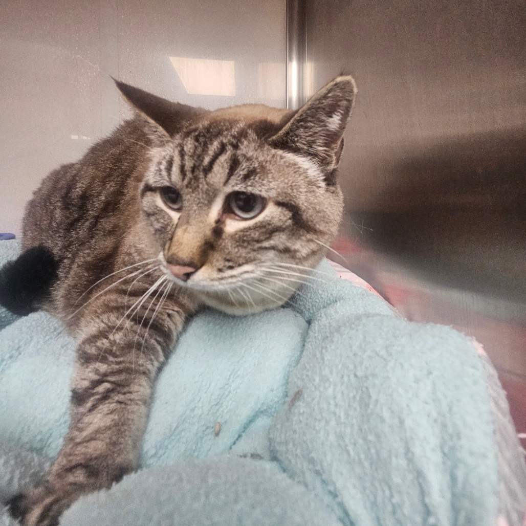 WHISPER - Domestic Shorthair available for adoption