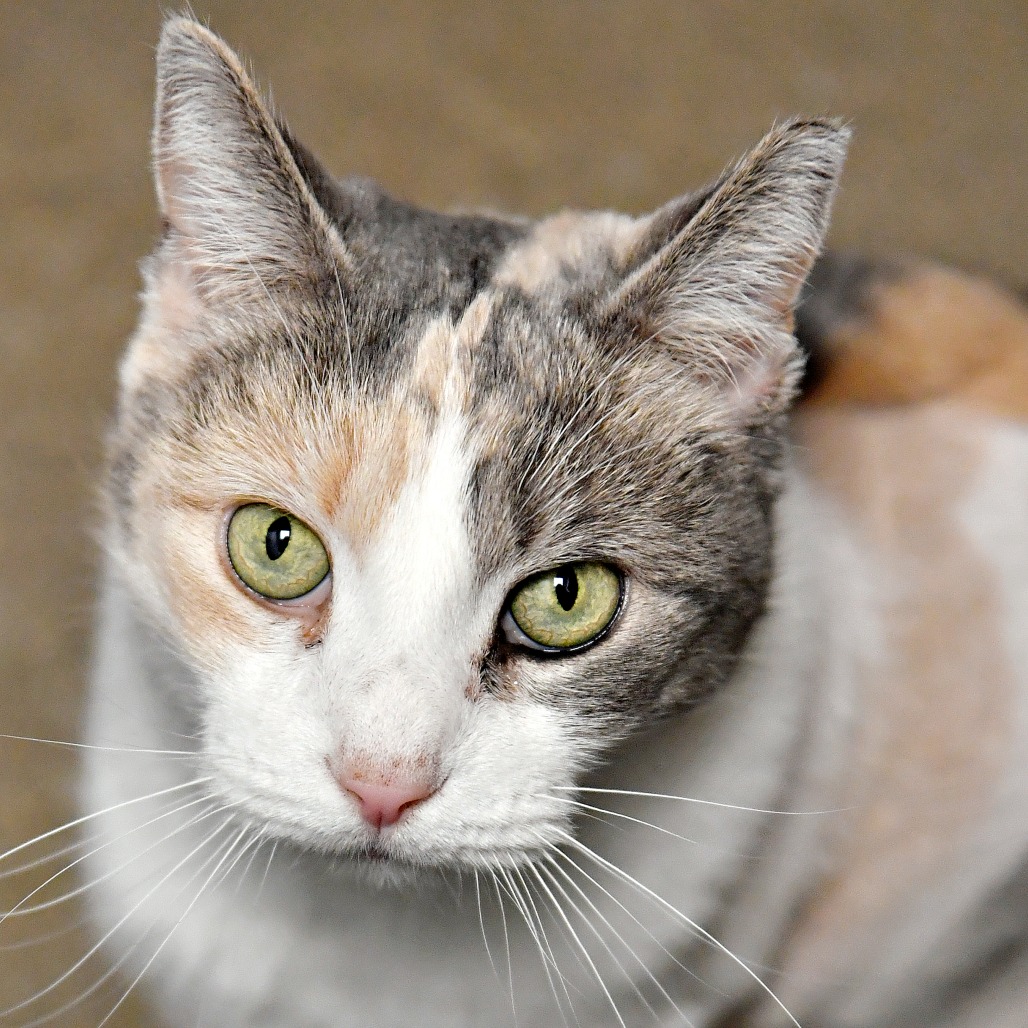 156092ca01a62fb467c7113f0eba767f