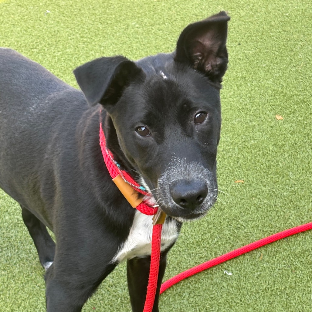 JAGGER, photo 6