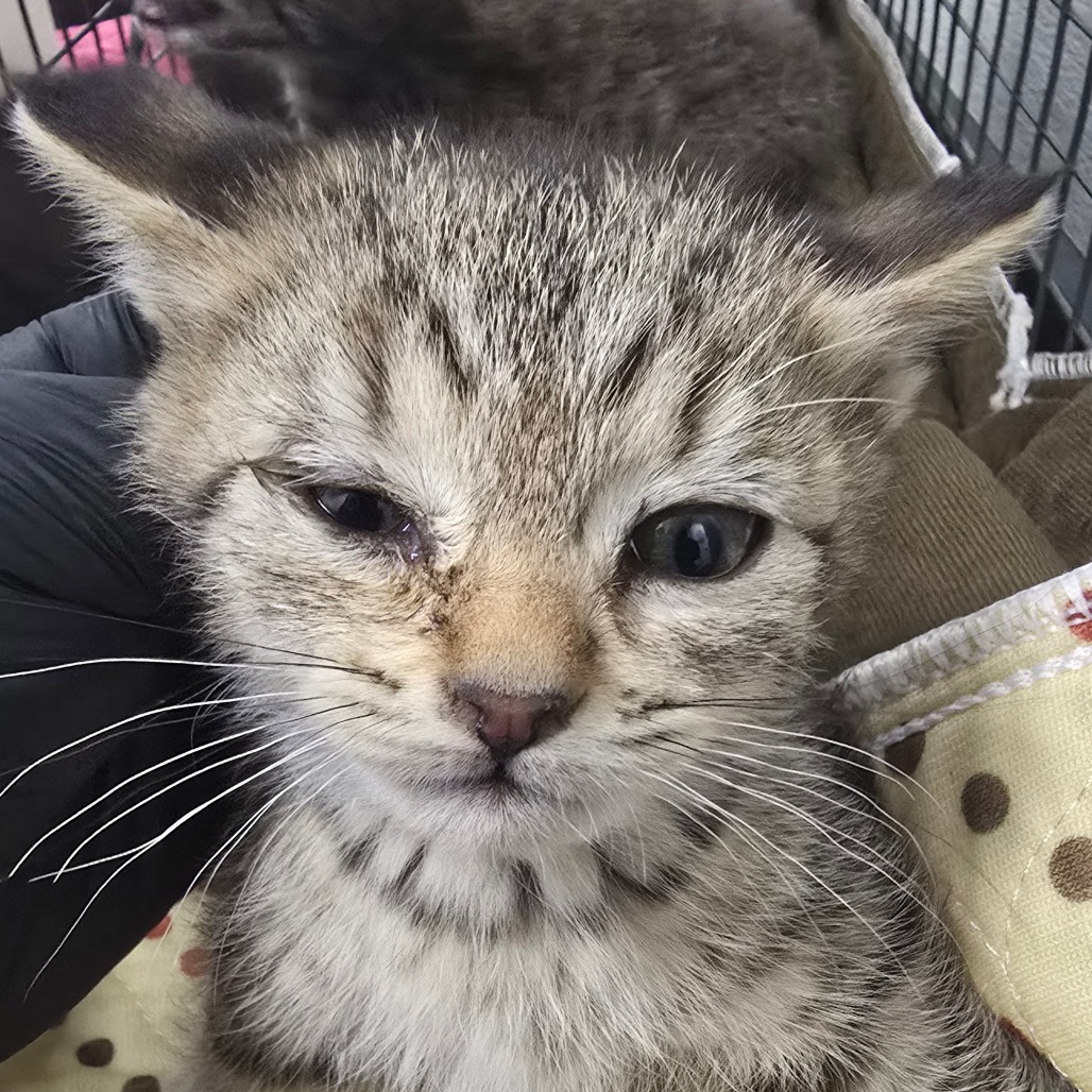 CHINA - Domestic Shorthair available for adoption